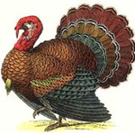turkey